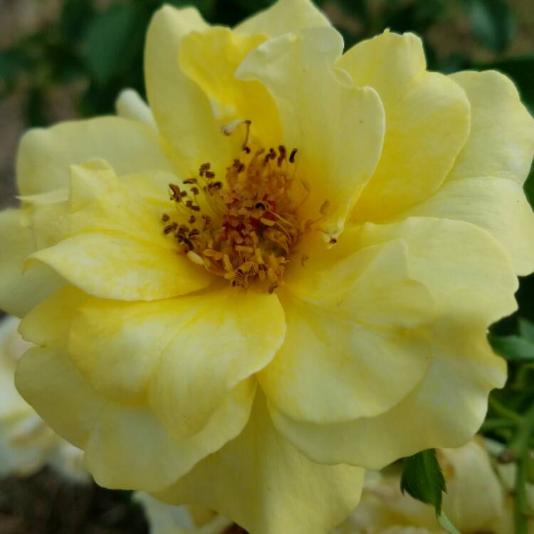 plant image 249875