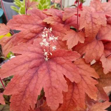 x Heucherella 'Sweet Tea'