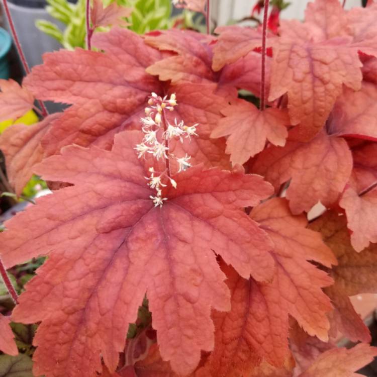 Plant image x Heucherella 'Sweet Tea'