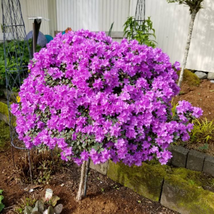 Plant image Rhododendron impeditum