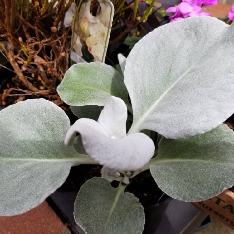 plant image 1011140 plant image 1011140