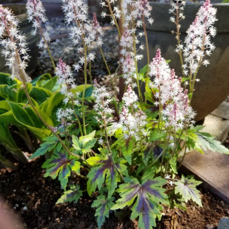 plant image 1014669