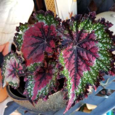 Begonia (Rex Cultorum Group)  syn. Begonia rex