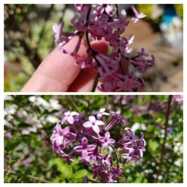 Syringa