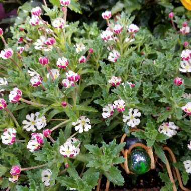 Zaluzianskya ovata 'Star Balsam'