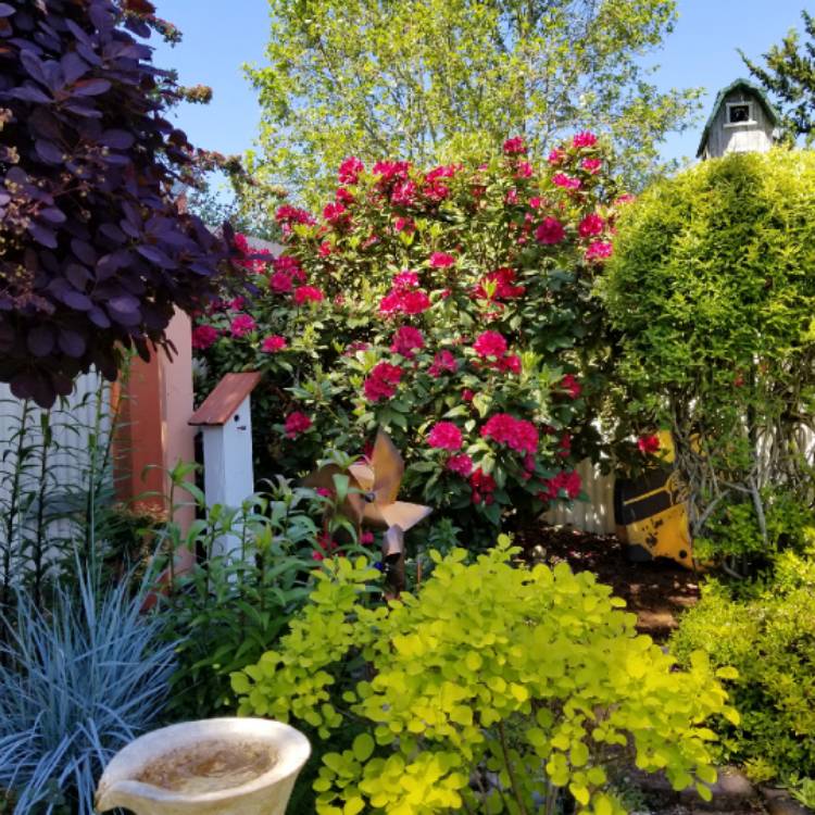 Plant image Rhododendron 'Lord Roberts'