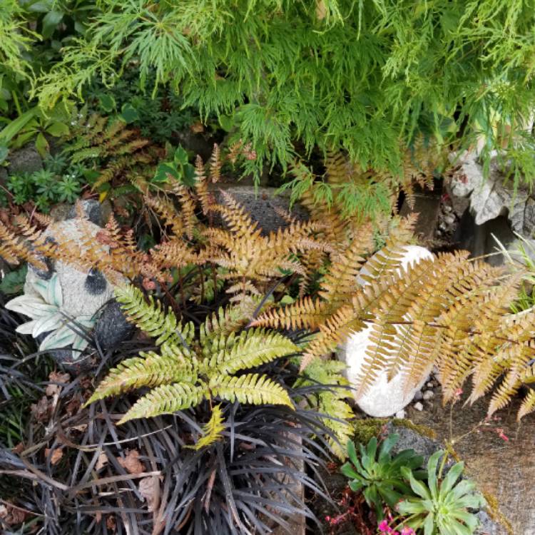 Plant image Dryopteris erythrosora 'Brilliance'