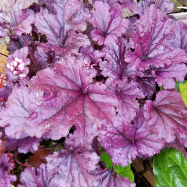 plant image 1067691 plant image 1067691