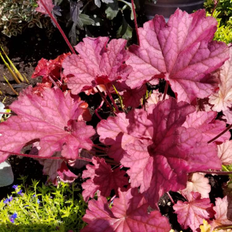 Plant image Heuchera 'Berry Smoothie'