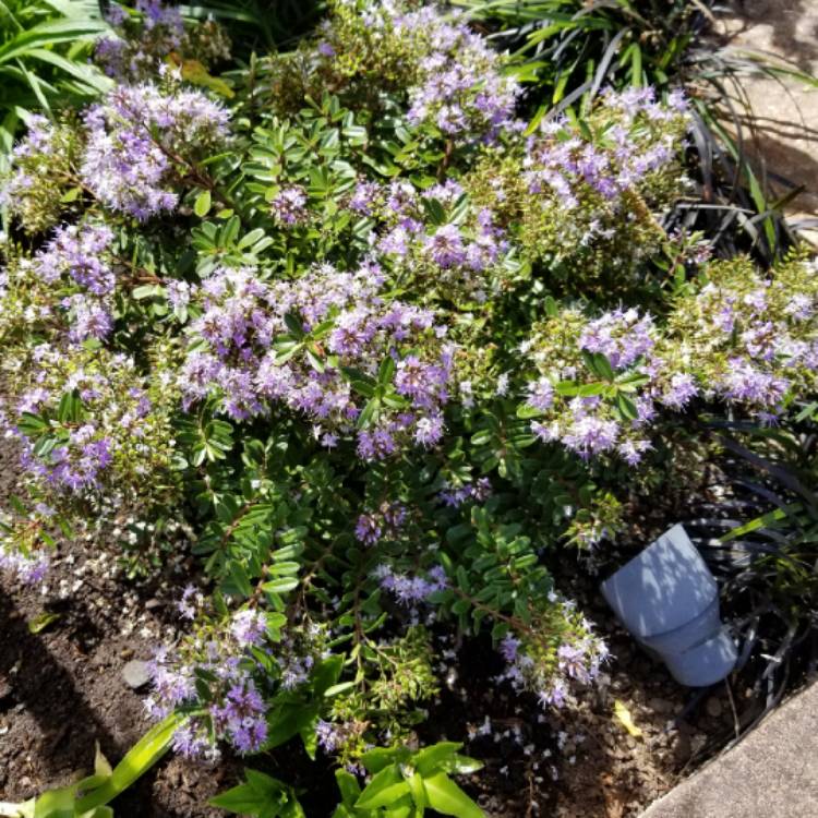 Plant image Hebe