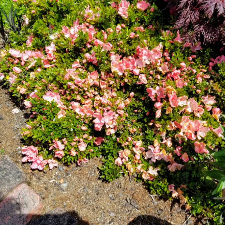 plant image 1071119 plant image 1071119