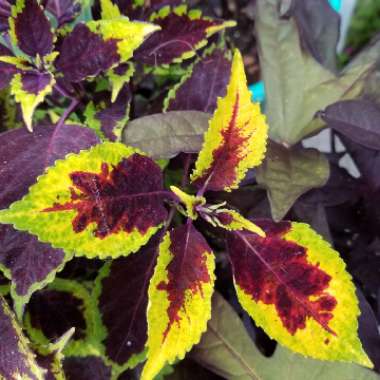 Solenostemon scutellarioides  syn. Plectranthus scutellarioides, Coleus scutellarioides, Coleus blumei
