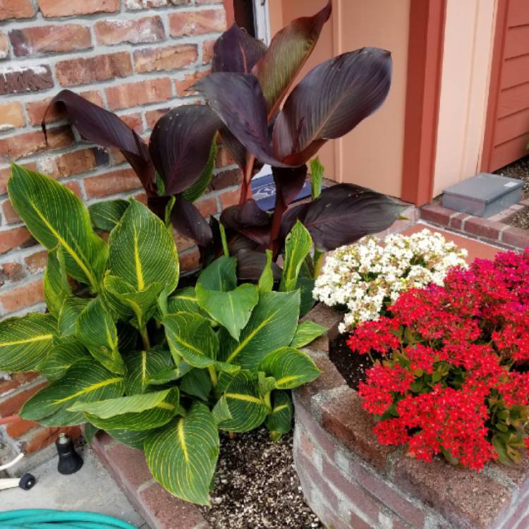 Plant image Canna 'Lon01' syn. Canna 'Tropicanna Black'