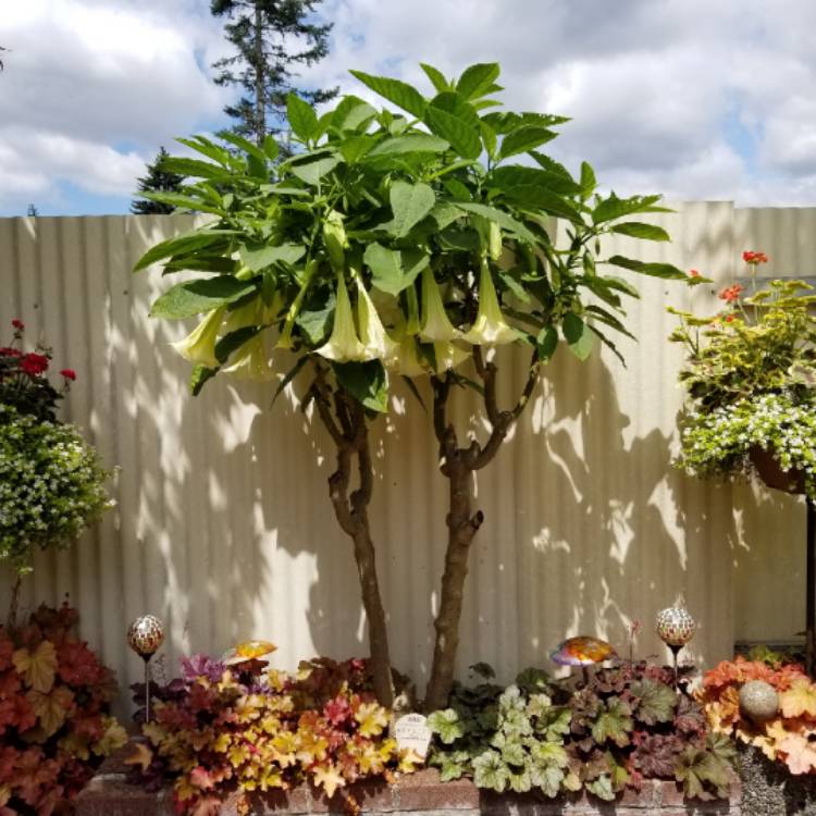 plant image 1107238 plant image 1107238