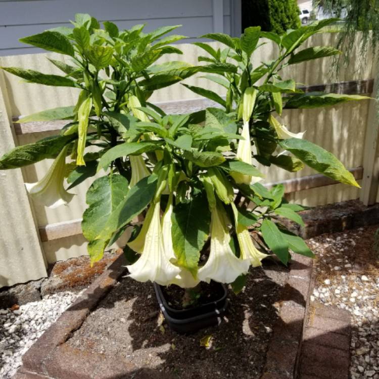 plant image 1107244 plant image 1107244
