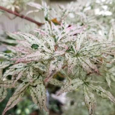 Acer palmatum