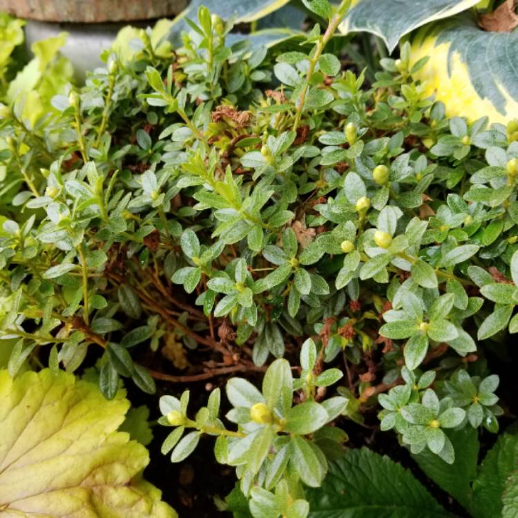 plant image 1109214