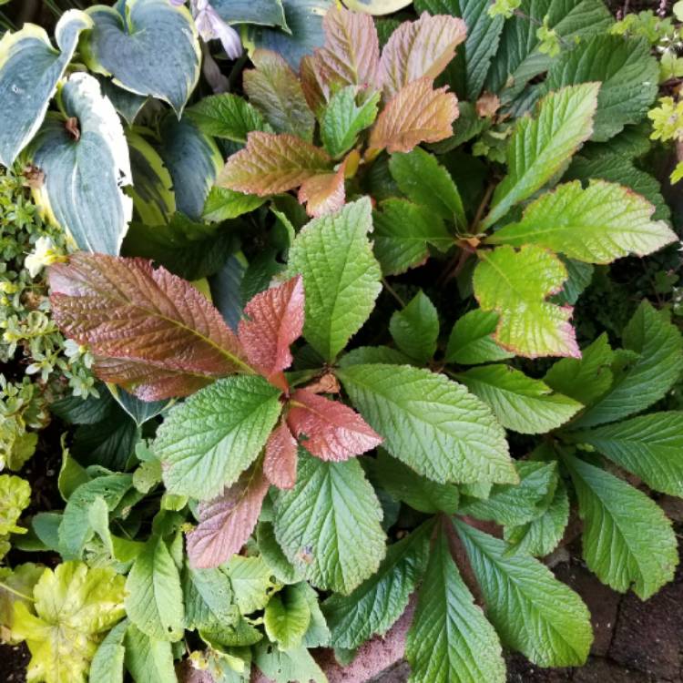 plant image 1122680 plant image 1122680
