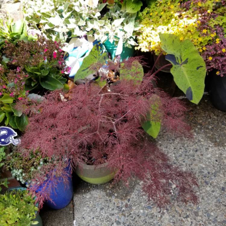 plant image 1125156 plant image 1125156