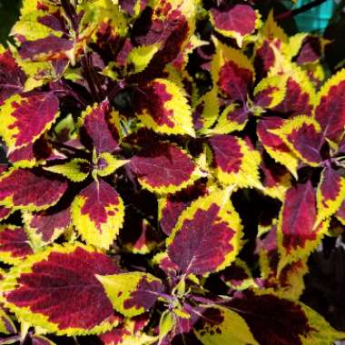 Solenostemon scutellarioides  syn. Plectranthus scutellarioides, Coleus scutellarioides, Coleus blumei