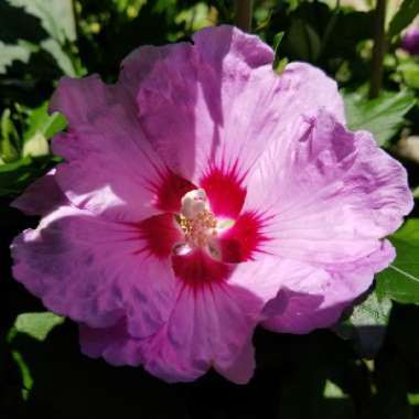 Hibiscus syriacus