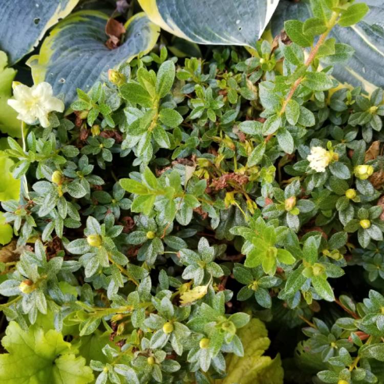 plant image 1127203