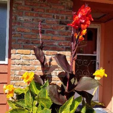 Canna 'Phasion' syn. Canna 'Durban', Canna 'Tropicanna', Canna 'Inferno'
