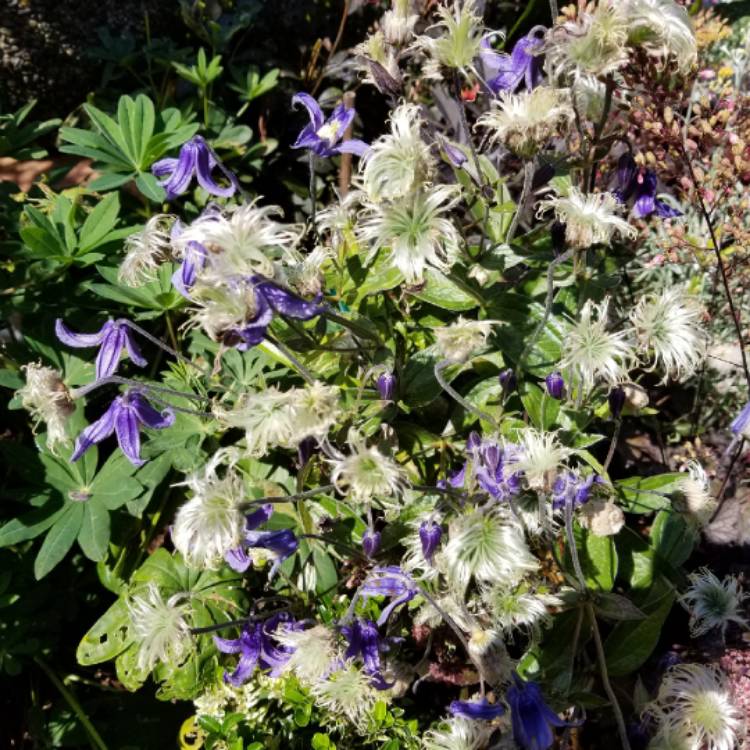 plant image 1128436 plant image 1128436