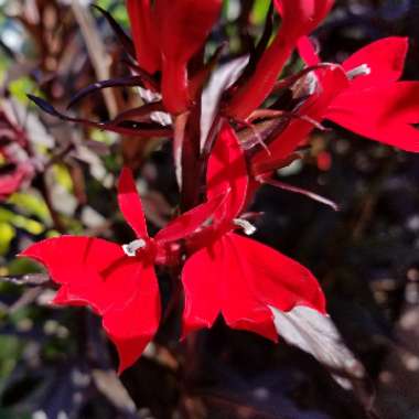 Lobelia cardinalis 'Queen Victoria'