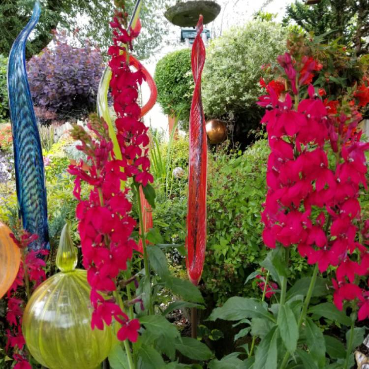 Plant image Salvia
