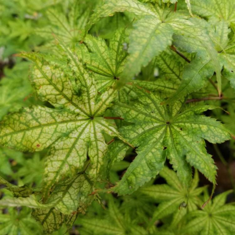 plant image 1144283 plant image 1144283