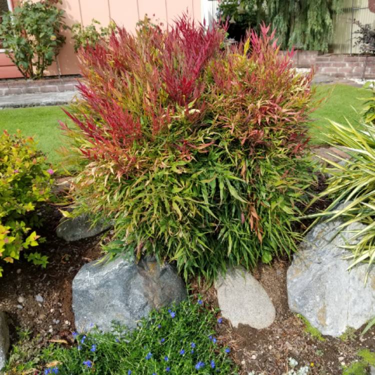 plant image 1152146 plant image 1152146