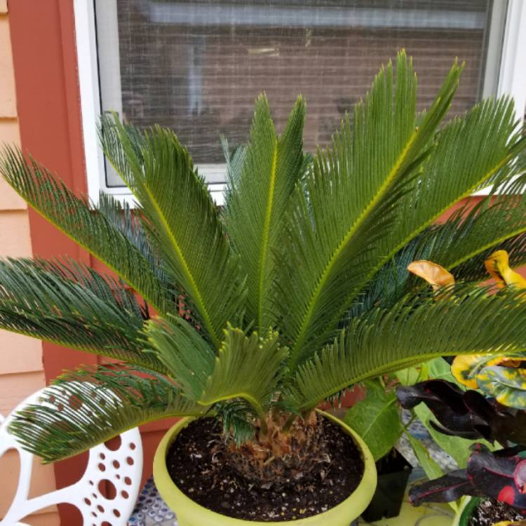 plant image 1158788 plant image 1158788
