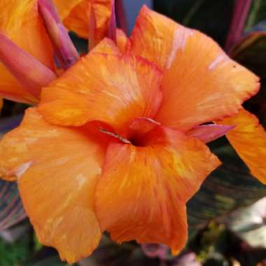 Canna 'Phasion' syn. Canna 'Durban', Canna 'Tropicanna', Canna 'Inferno'