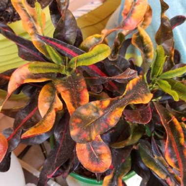 Codiaeum variegatum 'Pictum'