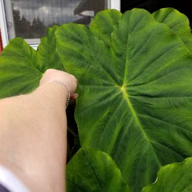 Colocasia esculenta  syn. Colocasia antiquorum