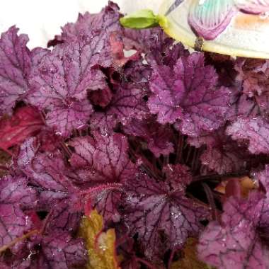 Heuchera