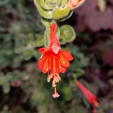 Epilobium canum syn. Zauschneria californica