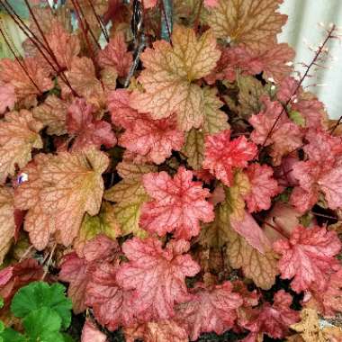 Heuchera