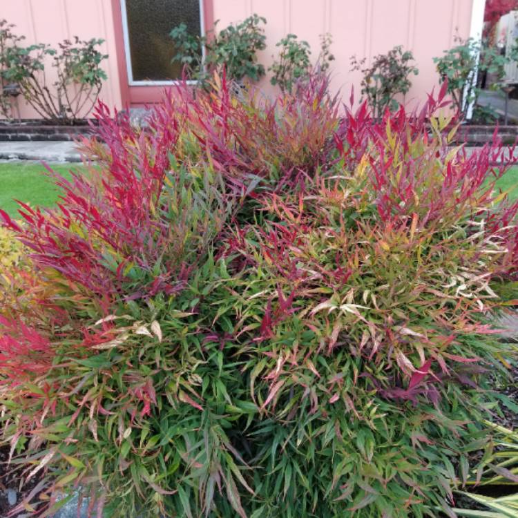 plant image 1190600 plant image 1190600