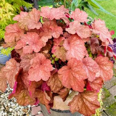 Heuchera 'Amber Lady'