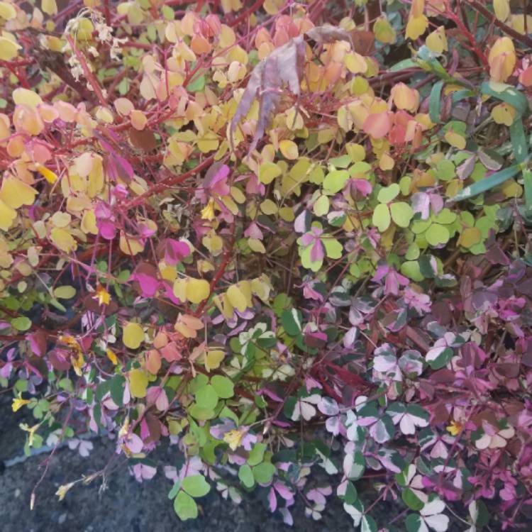 plant image 1192212