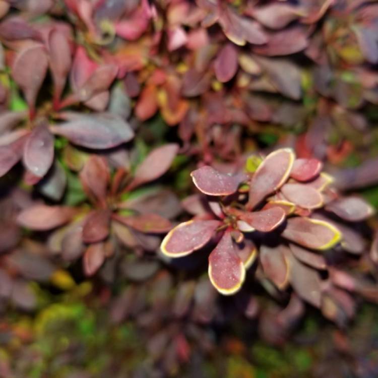 plant image 1196712 plant image 1196712