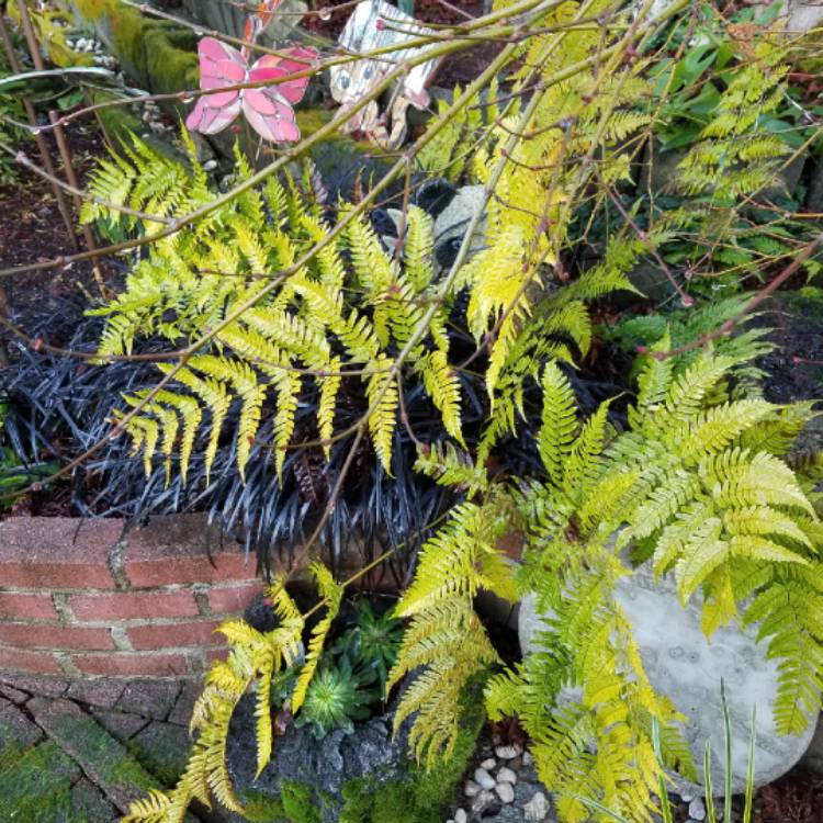 Plant image Dryopteris erythrosora 'Brilliance'