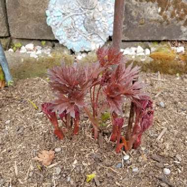 Paeonia 'Bartzella'