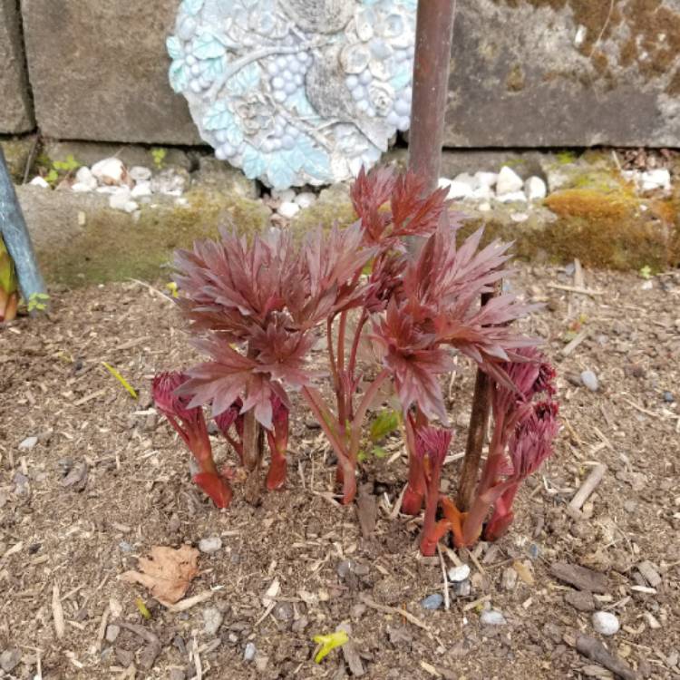plant image 1263554 plant image 1263554