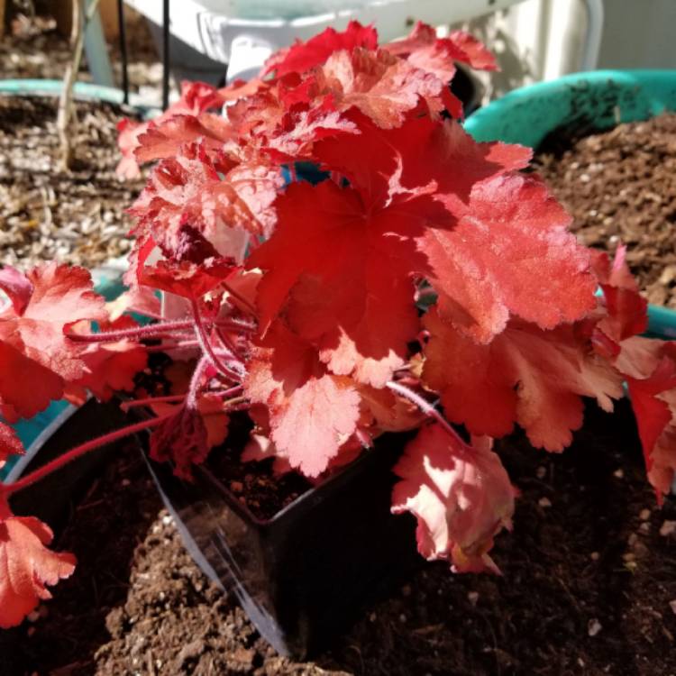 plant image 1268630