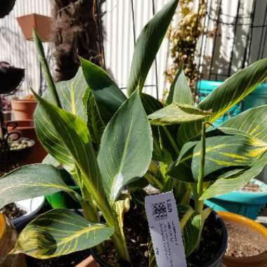 Canna 'Phasion' syn. Canna 'Durban', Canna 'Tropicanna', Canna 'Inferno'