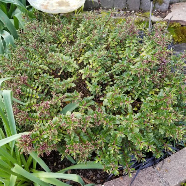plant image 1289413 plant image 1289413