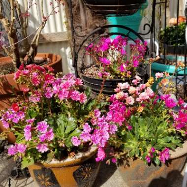 Lewisia cotyledon 'Elise Mixed' (Mix)
